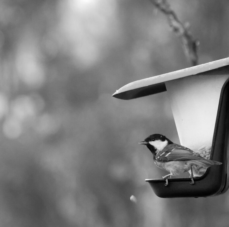 Beginner Tips for Backyard Birdwatching: A Simple Guide to Getting Started